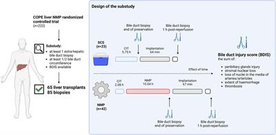 The Effect of Continuous Liver Normothermic Machine Perfusion on the Severity of Histological Bile Duct Injury